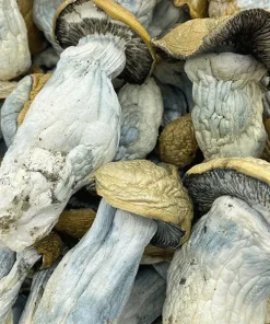 Penis envy mushrooms